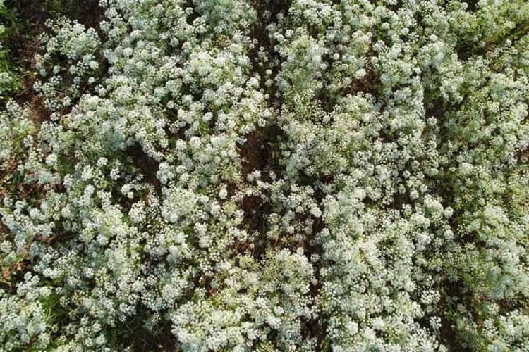 DÜNYADA TÜKETİLEN KEKİĞİN YÜZDE 80İNİ DENİZLİLİLER OLARAK BİZLER ÜRETİYORUZ