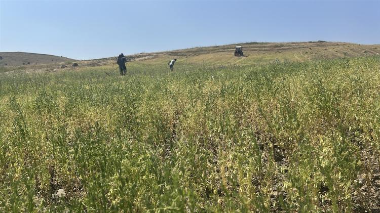 Yozgatta beklenen hasat başladı Geçen yıl kuraklıktan kırılmıştı, bu yıl rekor üstüne rekor kırıyor