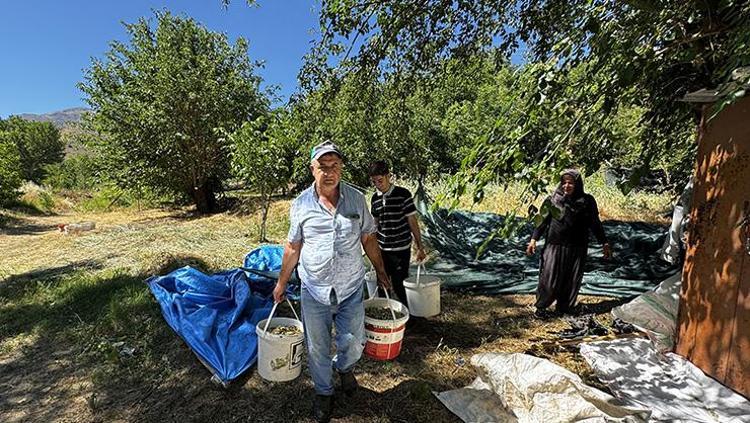 Asırlık ağacın meyvesinden şifa çıkartıyorlar Yaz sıcağında kazanlarda kaynatıp kışın Türkiyenin dört yanına kilo kilo satıyorlar