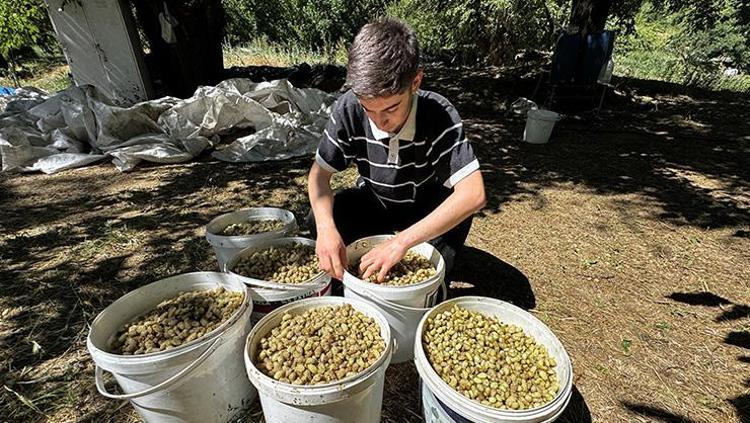 Asırlık ağacın meyvesinden şifa çıkartıyorlar Yaz sıcağında kazanlarda kaynatıp kışın Türkiyenin dört yanına kilo kilo satıyorlar