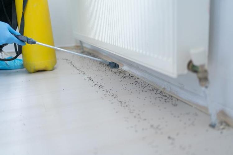 Evinde karınca ve haşere olanlar dikkat Tek bir fıs yetecek, saniyeler içinde kaçmayabaşlayacaklar