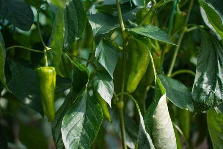 280 BİN TONLUK DEVASA HASAT VE KESİNTİSİZ ÜRETİM ÇARKI