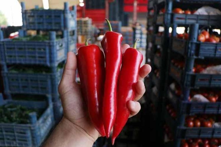 Yüzde 60ı Avrupaya gidiyor: Hasat zamanı üreticiye milyonlar kazandırıyor