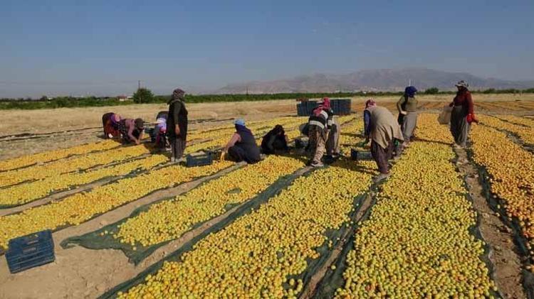 Dünya üretiminin %85i oradan çıkıyor Günlüğü 1300 TL olan o gizemli yolculuk havadan görüntülendi