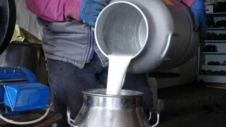 İnek sütü mü daha sağlıklı keçi sütü mü Hassas mideler için en doğru tercih belli oldu