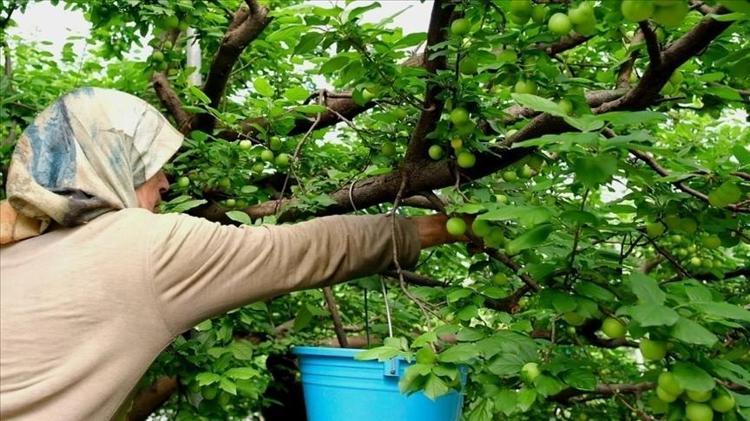 KAN ŞEKERİNİ DENGELİYOR VE İNSÜLİN DUYARLILIĞINI ARTIRIYOR