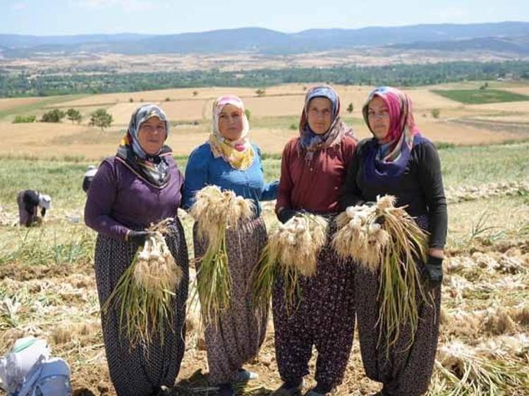 Fiyatı bir anda 120 lirayı aştı Herkes o serveti toplamak için tarlaya akın ediyor