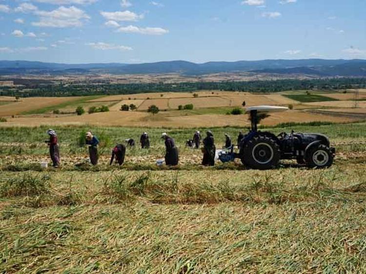 Fiyatı bir anda 120 lirayı aştı Herkes o serveti toplamak için tarlaya akın ediyor