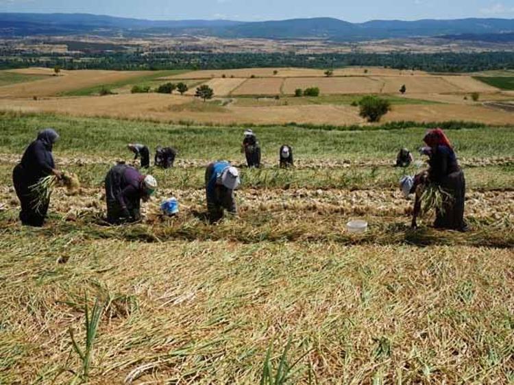 Fiyatı bir anda 120 lirayı aştı Herkes o serveti toplamak için tarlaya akın ediyor