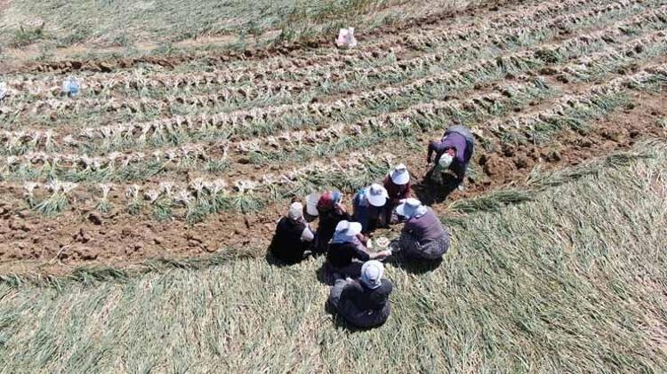 OCAKTA DİKTİK, ŞUBATTA ÇAPALADIK, ŞİMDİ SIVAMA YAPACAĞIZ