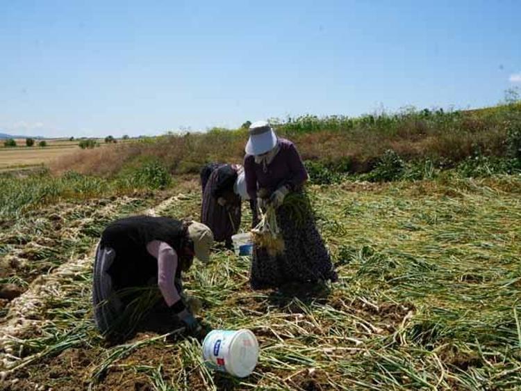 Fiyatı bir anda 120 lirayı aştı Herkes o serveti toplamak için tarlaya akın ediyor