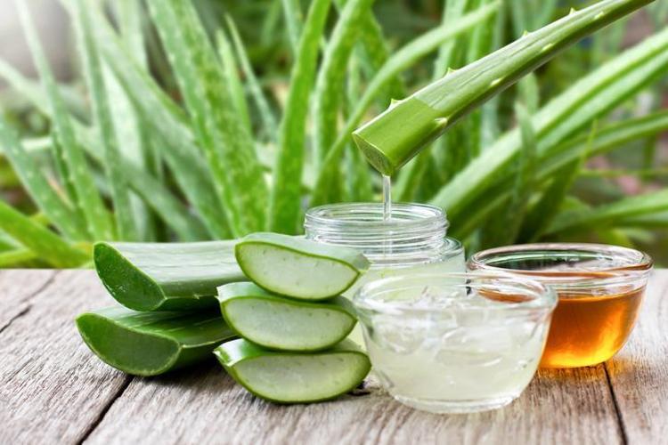 DOĞAL KALKAN: ALOE VERA VE YEŞİL ÇAYIN GÜCÜ
