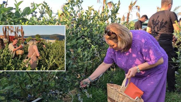 Karadenizde fındıktan daha çok kazandırıyor 3 yıl önce ekti, şimdi talebe yetişemiyor