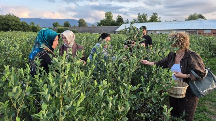 Karadenizde fındıktan daha çok kazandırıyor 3 yıl önce ekti, şimdi talebe yetişemiyor