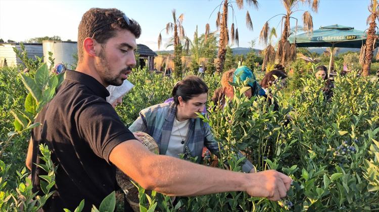 Karadenizde fındıktan daha çok kazandırıyor 3 yıl önce ekti, şimdi talebe yetişemiyor