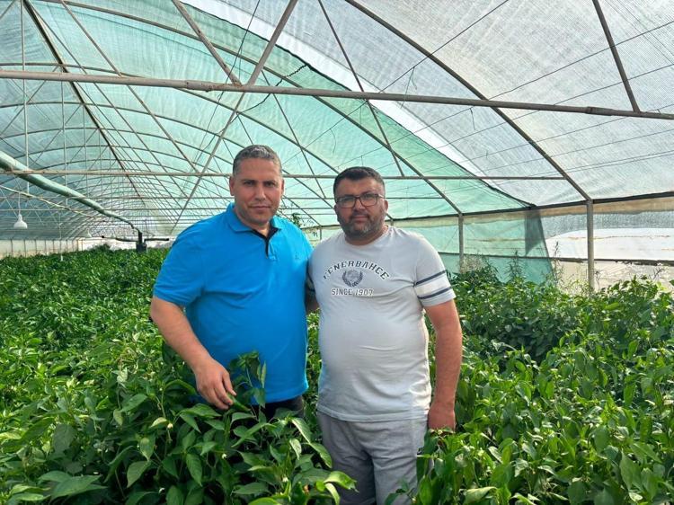 ATA TOHUMUNUN GÜCÜ: HASAT SAHASINDA İNCELEME