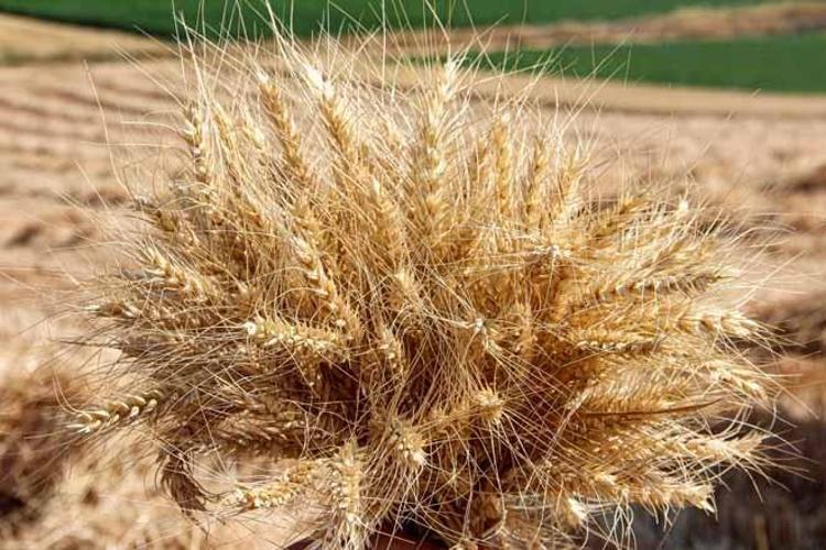 Mart ayında ekildi, temmuzda rekor kırdı Çorumda ezber bozan Kirvenin sırrı ne