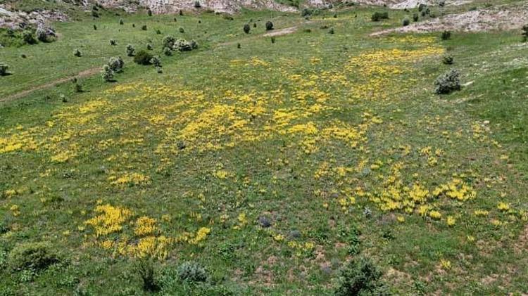 İstanbuldakiler haberi alır almaz yollara düştü Sivasın dağlarında yetişiyor Doğanın sunduğu en renkli eczane