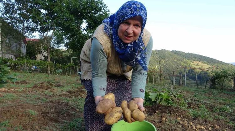 Düne kadar yüzüne bakan yoktu, bu yıl altın değerinde Geçen yıl 5 liraydı, bu yıl tarlada tam 5 katına fırladı