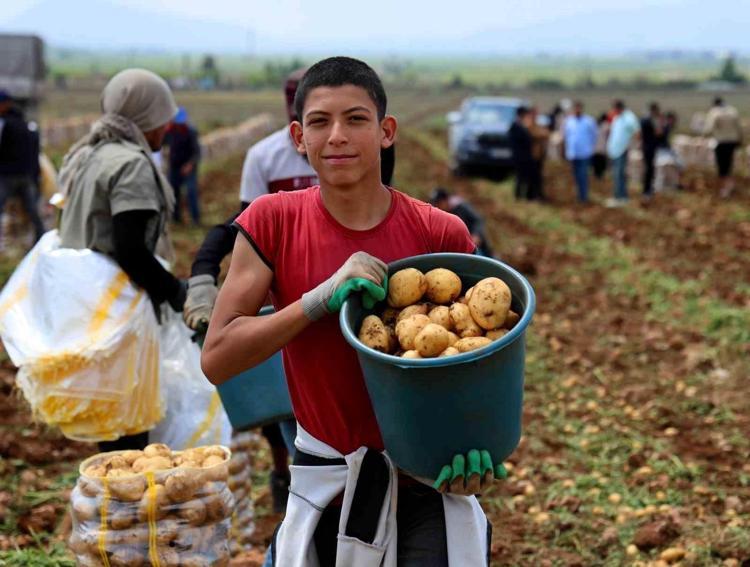 PATATES ÜRETİCİSİNİN YÜZÜ GÜLDÜ