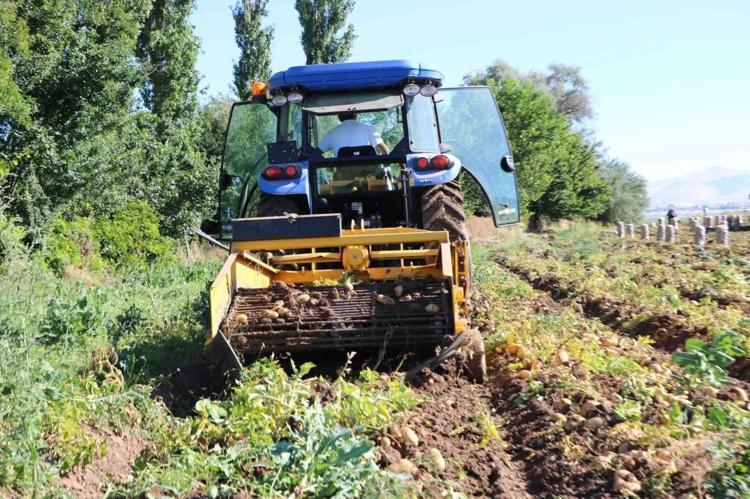 Düne kadar yüzüne bakan yoktu, bu yıl altın değerinde Geçen yıl 5 liraydı, bu yıl tarlada tam 5 katına fırladı