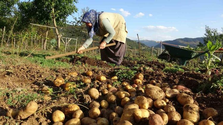 Düne kadar yüzüne bakan yoktu, bu yıl altın değerinde Geçen yıl 5 liraydı, bu yıl tarlada tam 5 katına fırladı