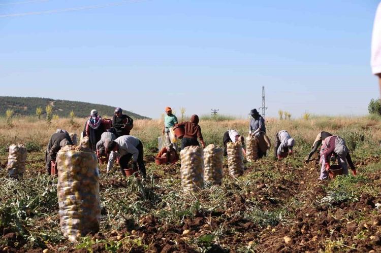 Düne kadar yüzüne bakan yoktu, bu yıl altın değerinde Geçen yıl 5 liraydı, bu yıl tarlada tam 5 katına fırladı