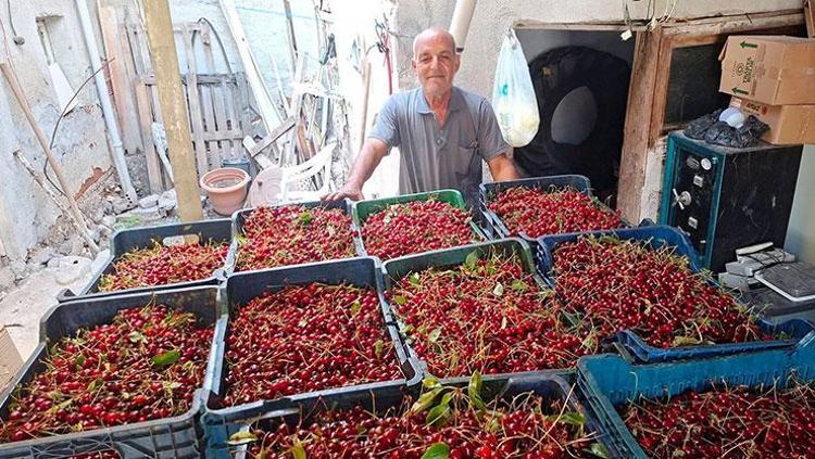 Kütahyada hasat ediliyor, tüccarlar alıma başladı Kilosu 40 TL: Soğuk hava depolarında muhafaza ediliyor