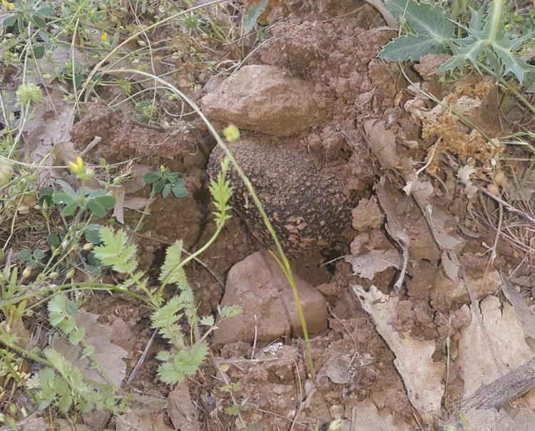 Toprağın altında hazine buldular, kilosu tam 40 bin lira: Kara elmas olarak da biliniyor