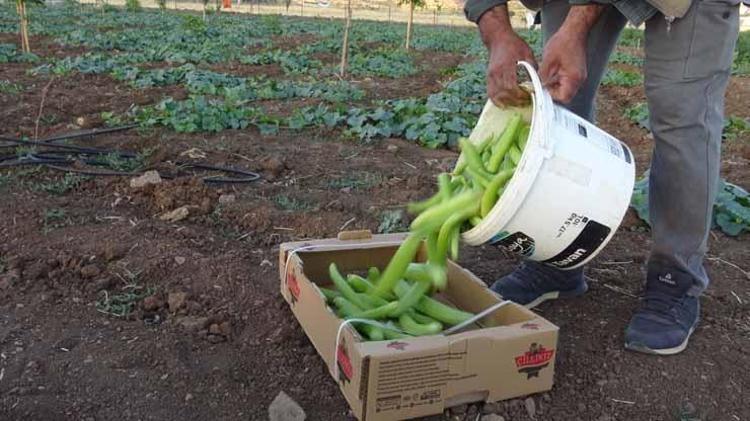 Ne bir damla su var ne de ilaç istiyor Avrupa almak için sıraya girdi Kilosu 50 liradan kapış kapış giden o ürün...