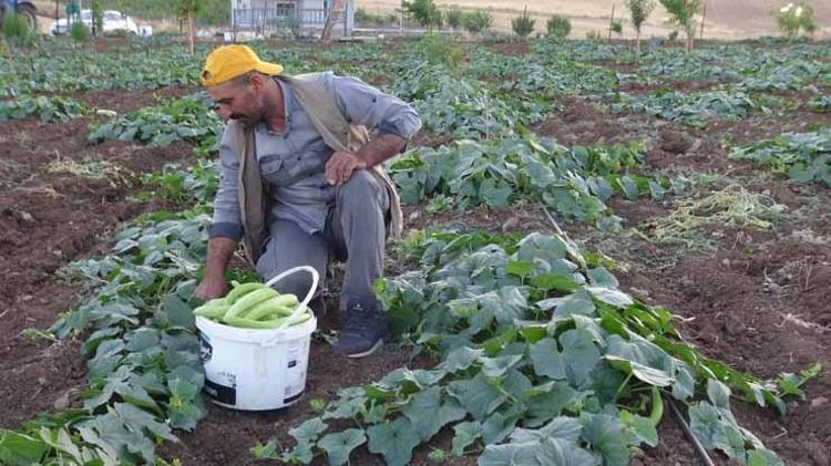 Ne bir damla su var ne de ilaç istiyor Avrupa almak için sıraya girdi Kilosu 50 liradan kapış kapış giden o ürün...