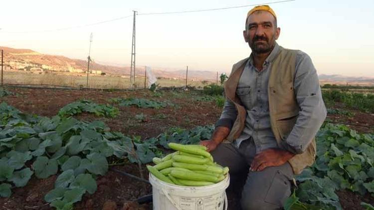Ne bir damla su var ne de ilaç istiyor Avrupa almak için sıraya girdi Kilosu 50 liradan kapış kapış giden o ürün...