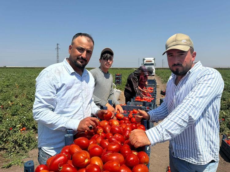 Saat 05.00te minibüslerle tarlaya gidiyorlar: 35 derece sıcakta zorlu mesai: Kilosu 13-15 liraya kadar düştü