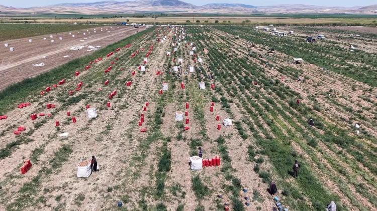 Tarihi rekor kırıldı, altın dönem yaşanıyor Geçen sene 5 liradan satılıyordu, bu sene markette kilosu 50 TLyi geçti