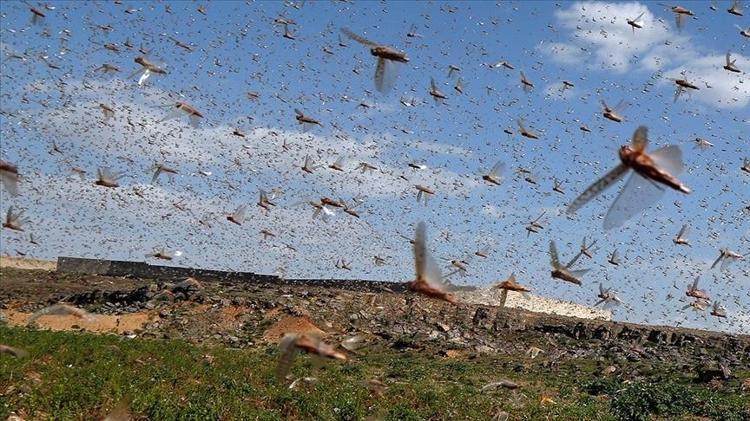 KAVANOZA KOYUP MARULLA BESLEDİLER