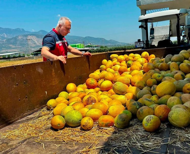 TESCİLLİ KIRIKHAN KAVUNUNDA HASAT DEVAM EDİYOR