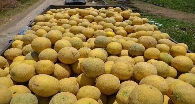 Tadıyla büyülüyor, kazancıyla ihya ediyor Bölge ekonomisinin tescilli gözdesi için sahaya indiler
