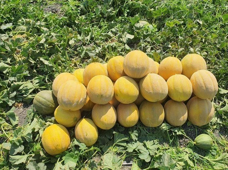Tadıyla büyülüyor, kazancıyla ihya ediyor Bölge ekonomisinin tescilli gözdesi için sahaya indiler