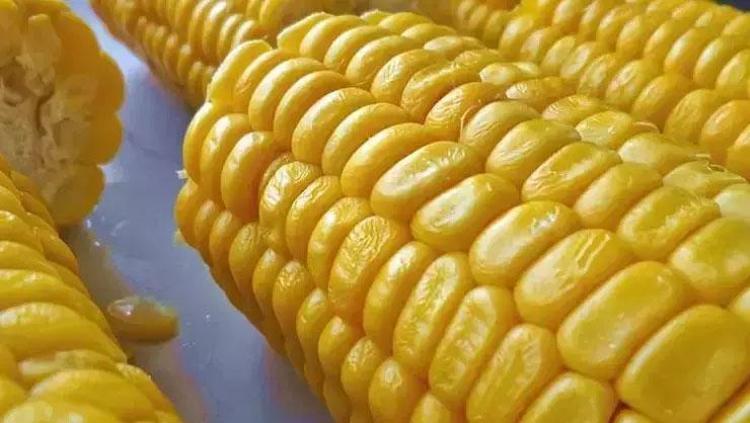 En güzel süt mısır nasıl yapılır Pazardan alıp hemen böyle pişirin