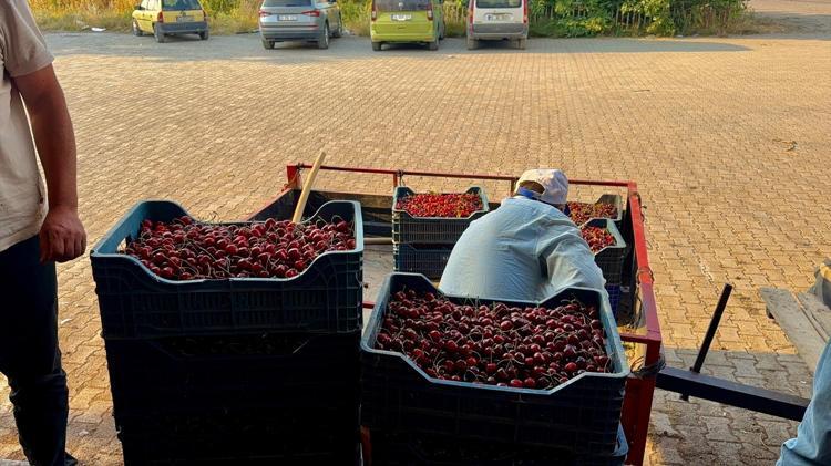 TÜRKİYE ÜRETİMİNİN YAKLAŞIK YÜZDE 20Sİ BU BÖLGEDEN