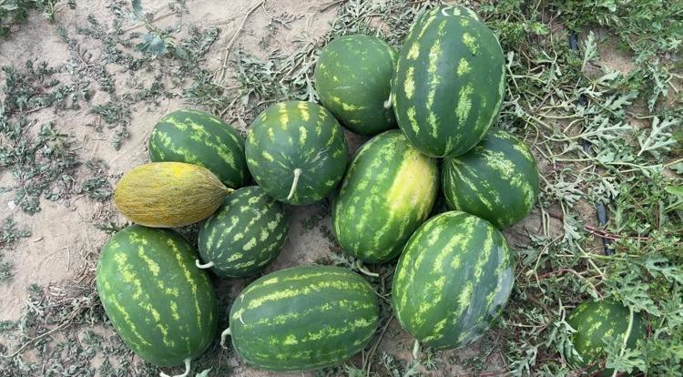 Babaeskide hasadı başladı İnce kabuğu, bol suyu ve yüksek şeker oranıyla damak çatlatıyor