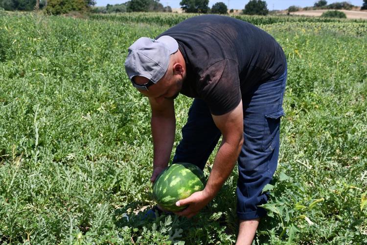 Babaeskide hasadı başladı İnce kabuğu, bol suyu ve yüksek şeker oranıyla damak çatlatıyor