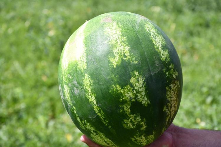 Babaeskide hasadı başladı İnce kabuğu, bol suyu ve yüksek şeker oranıyla damak çatlatıyor