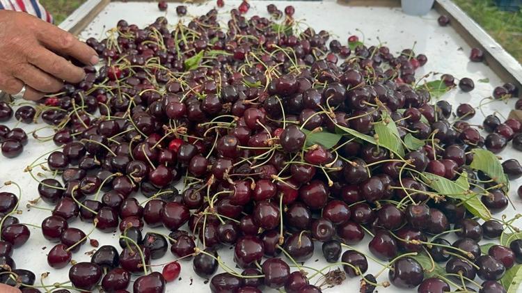 Rekor geldi ama yüzler gülmedi Konya ve Afyonkarahisar’da üretimde tarihi patlama: Fiyatlar en dibi gördü