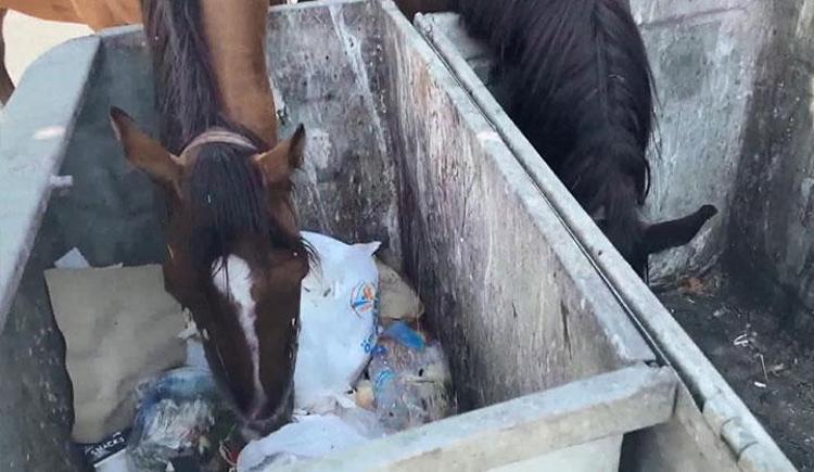 İstanbulda başıboş at tehlikesi Birden yola fırlıyorlar Sürücüler panikliyor