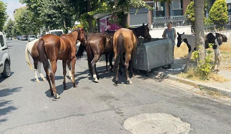 HEM TRAFİĞİ HEM İNSANLARI SIKINTIYA SOKUYOR