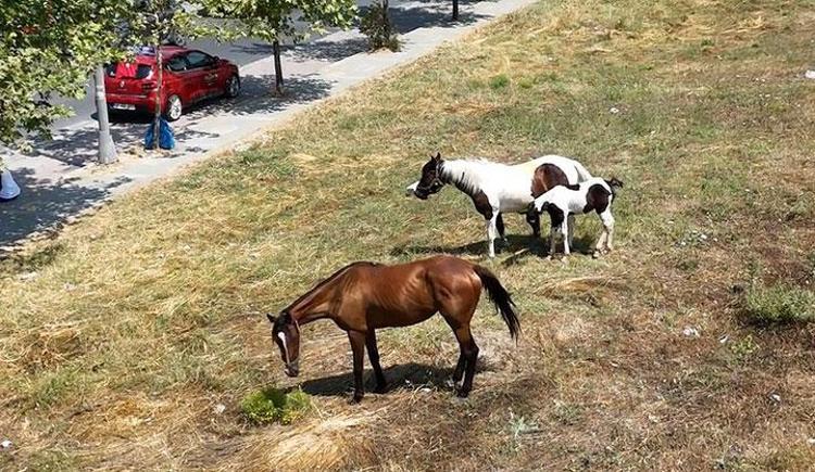 İstanbulda başıboş at tehlikesi Birden yola fırlıyorlar Sürücüler panikliyor