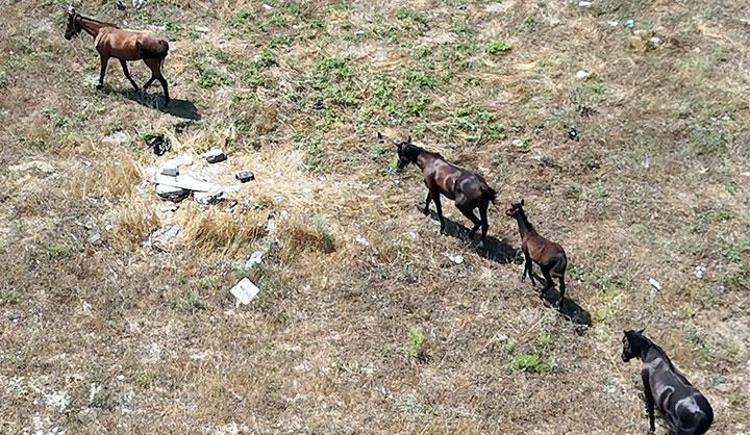 İSTANBULDA TRAFİĞİN ORTASINDA YILKI ATLARI