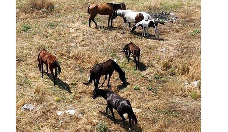 SÜRÜCÜ ADAYLARI İÇİN TEHLİKE OLUŞTURUYORLAR