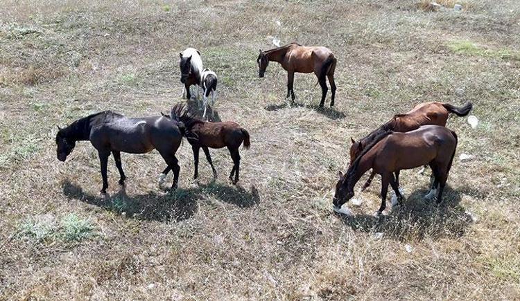 İstanbulda başıboş at tehlikesi Birden yola fırlıyorlar Sürücüler panikliyor
